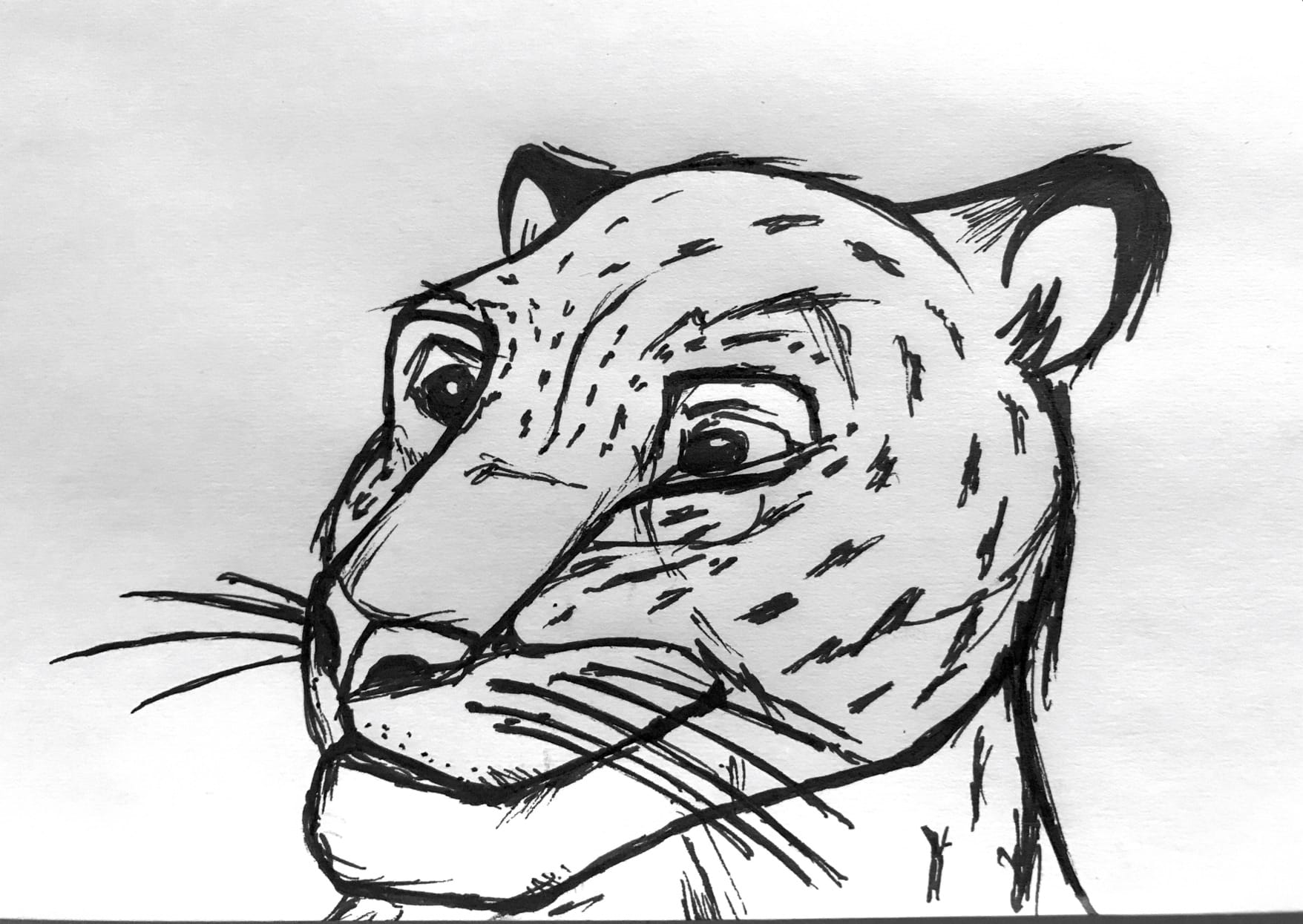 Sketch / comic drawing of a leopard’s head and face